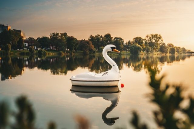 Datei:Schwan.jpg